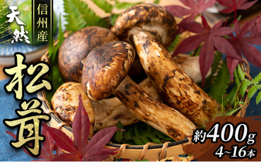 松茸 信州 伊那 の 松茸 500g （訳あり品につきご家庭用です）| 松茸
