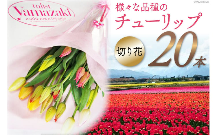 期間限定発送】 チューリップ 切り花 20本 [チュリストやまざき 富山県