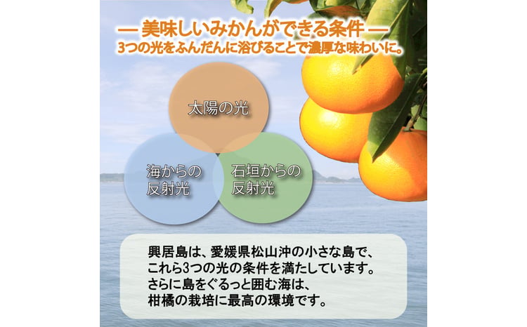 年内配送】【2025年発送】興居島みかん 約6kg（L～Sサイズ） みかん