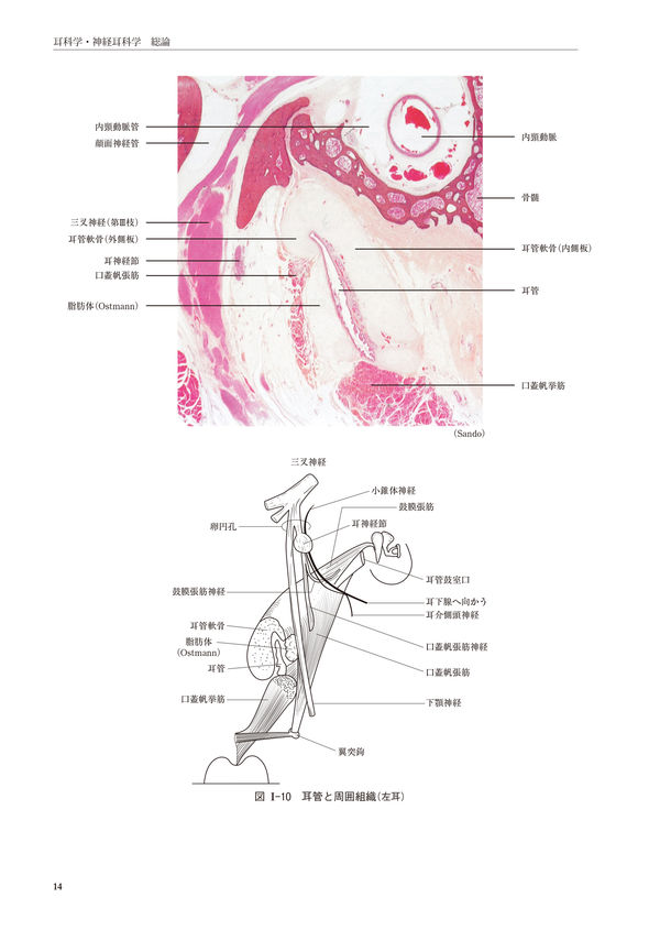 新耳鼻咽喉科学 切替 一郎(原著) - 南山堂 | 版元ドットコム