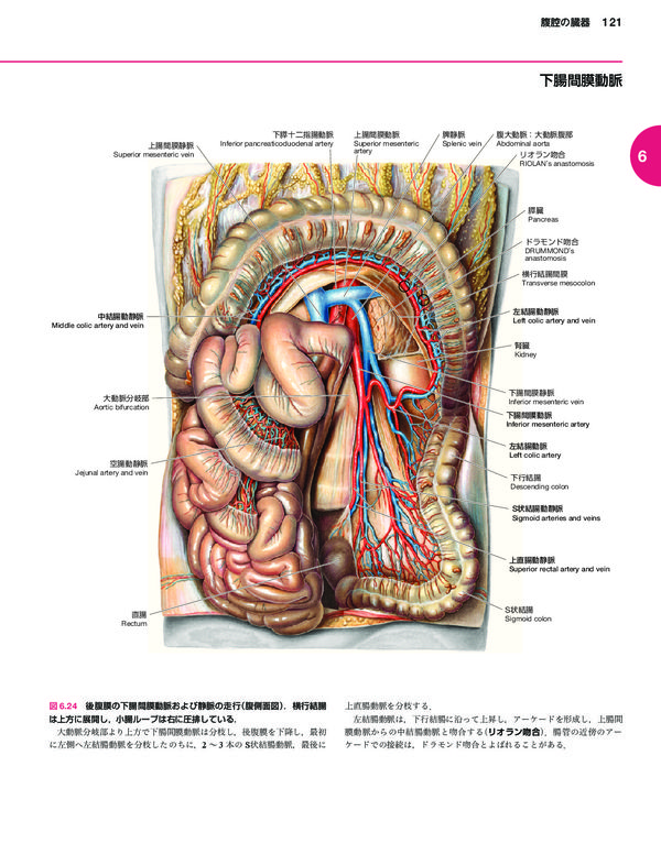 ソボッタ解剖学アトラス 原書24版 第2巻 体幹（内臓系） Friedrich