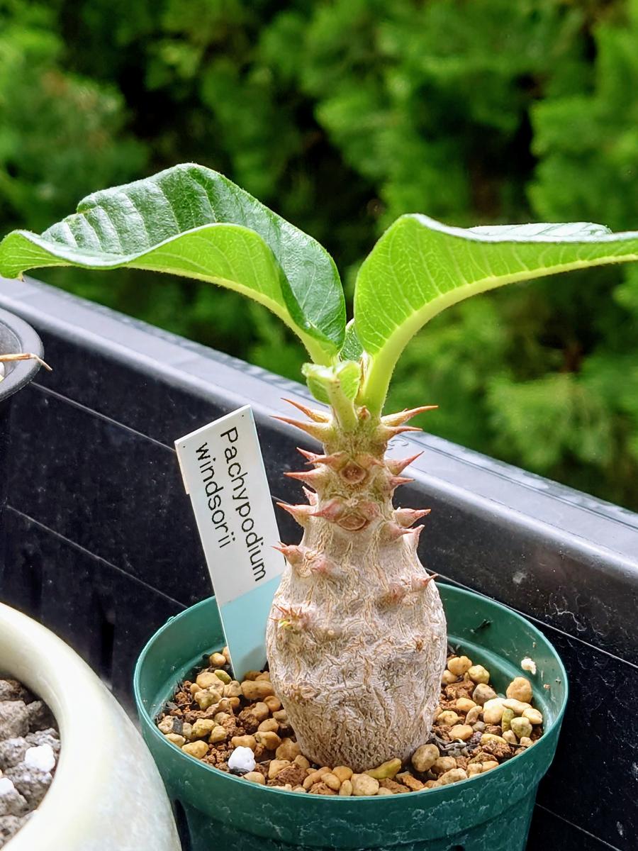 緑の面積が増えてきた、パキポディウム「塊根植物・多肉植物」の