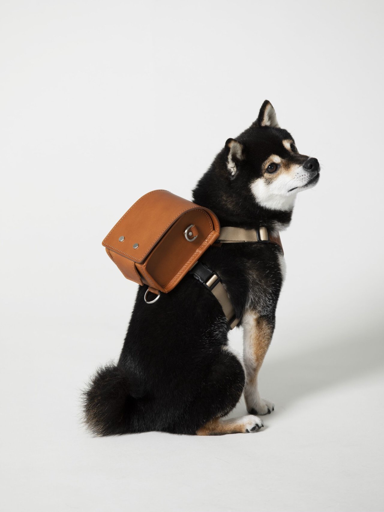 おしゃれ愛犬家のマストバイ】上質なヌメ革製。リード、キャリーバッグ