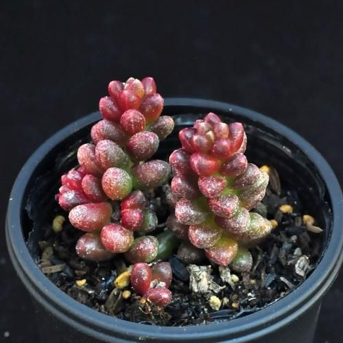 玉蓮 - SABOTENTARO.COM