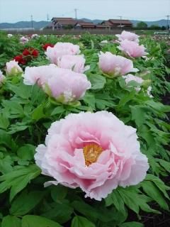 牡丹苗通販｜桃色系｜中村農園｜島根県松江市-大根島-