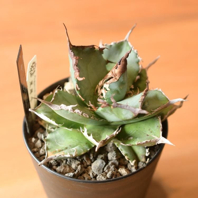 アガベ チタノタ 黒犀牛 台湾berlin産 - 観葉植物・生花・ドライ