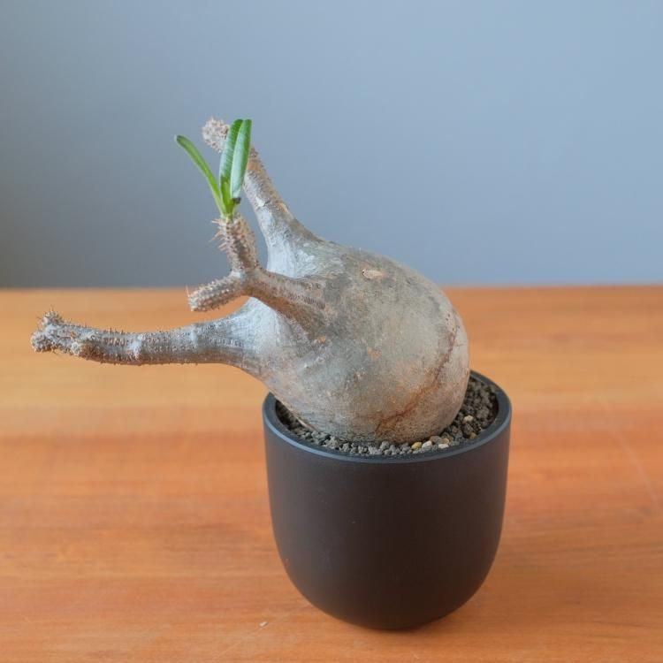 パキポディウム グラキリス 現地球 7 - 観葉植物・生花・ドライ