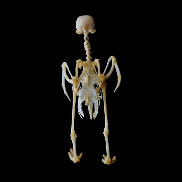 全身骨格標本 鳥/フランスアンティーク雑貨・家具のSibora【シボラ】