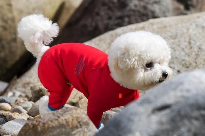 アルファアイコン HOT DOG GUARD - ドッグデコ | 犬と人の健やかな