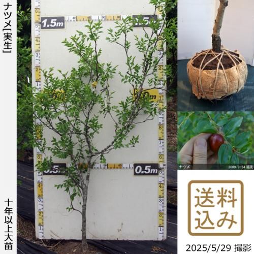 ナツメ(在来種) - 果樹苗木・成木通販の 特等大苗専門店 すだ農園@京都亀岡