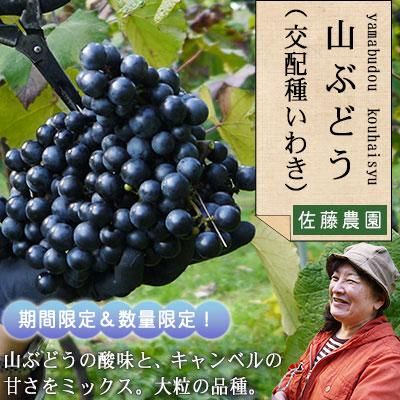 岩手山ぶどう（キャンベル交配種いわき）山葡萄通販
