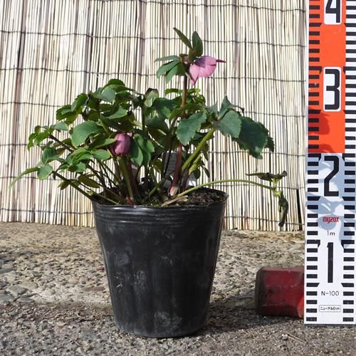 開花株・現品】クリスマスローズ 小輪 セミダブル 15cmポット 3年生苗