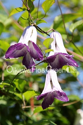 クレマチス専門ナーセリー 及川フラグリーン ラディアンス