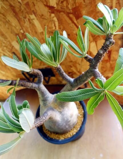 パキポディウム・グラキリス | 塊根植物 - 観葉植物・多肉植物の販売