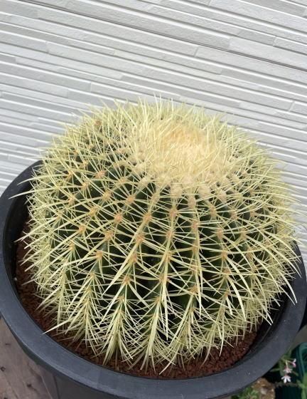 金鯱 サボテン 特大 | 観葉植物 - 観葉植物・多肉植物の販売、通販│cocoha