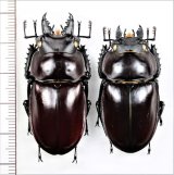 クワガタムシ Japanese Lucanidae - Insect Islands 〜南の島の昆虫