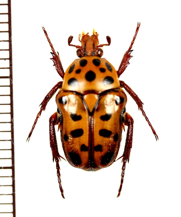 ハナムグリの一種 Neorrhina punctatum ♀ オーストラリア - Insect