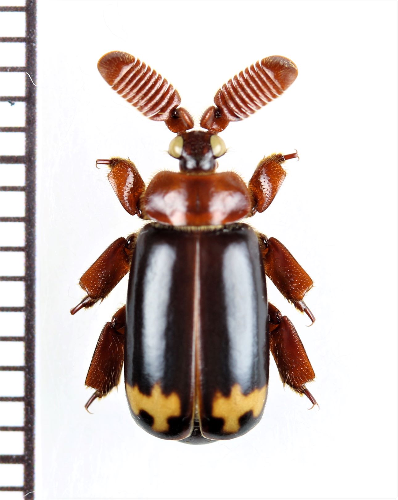 ヒゲブトオサムシ族の一種 Cerapterus horsfieldi 中国（雲南省