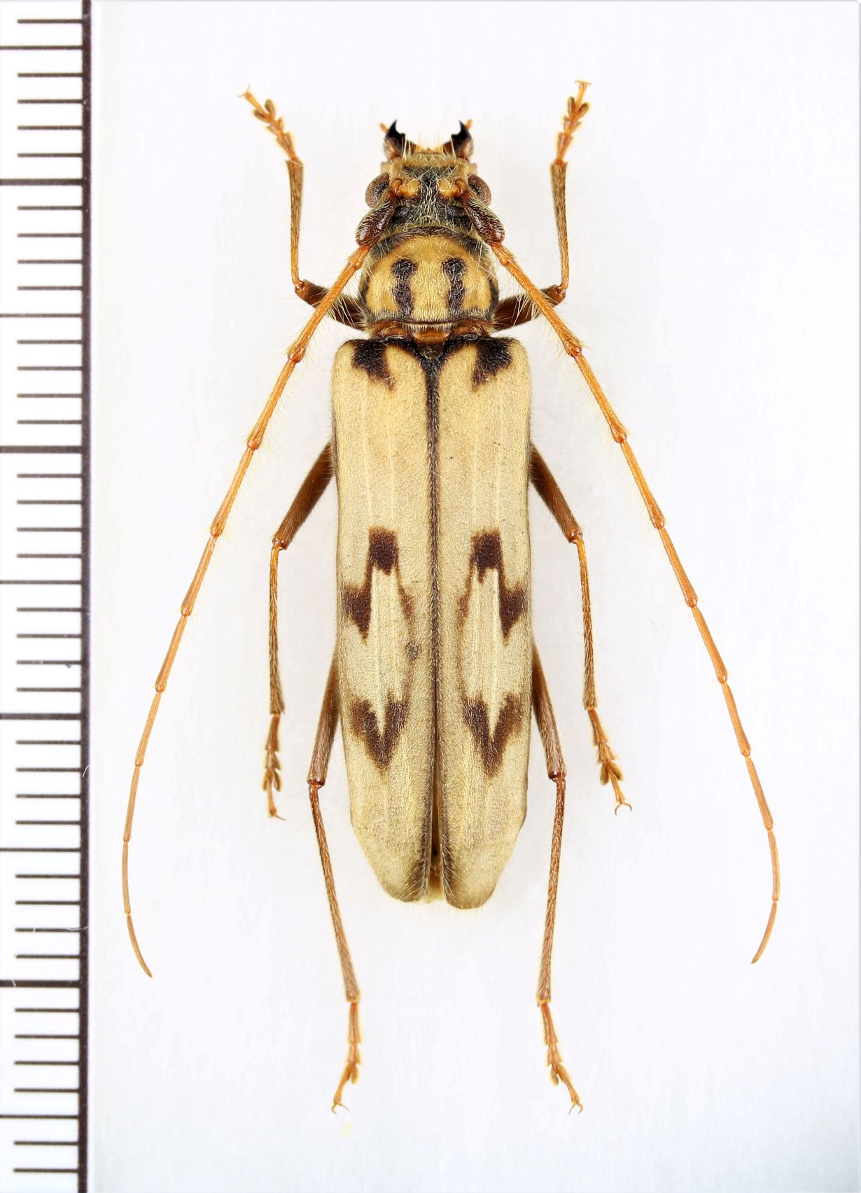 カミキリムシの一種 Oplatocera sp. ♀ ベトナム北東部 - Insect
