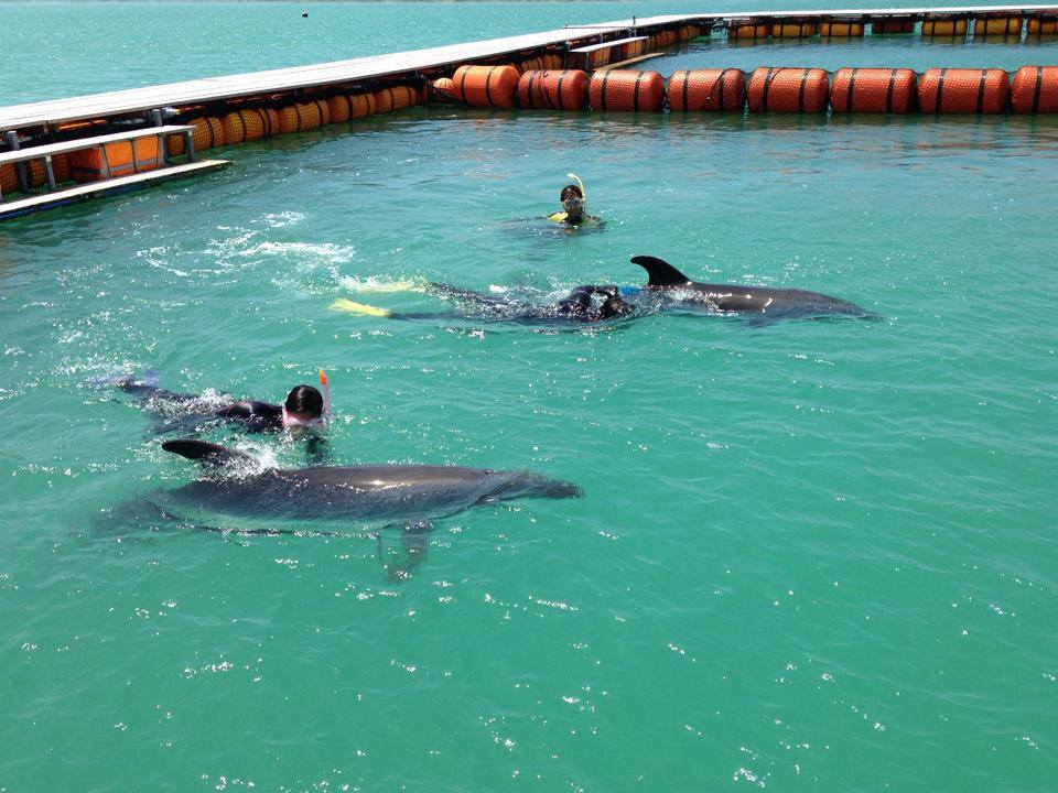 石垣島/約2.5時間】4歳〜同伴見学可！イルカと一緒に泳ぐドルフィン