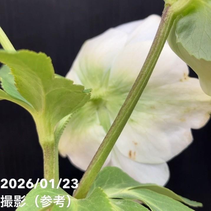 お買い得一点物咲き進み株】加藤農園 クリスマスローズ モーリー 4.5号