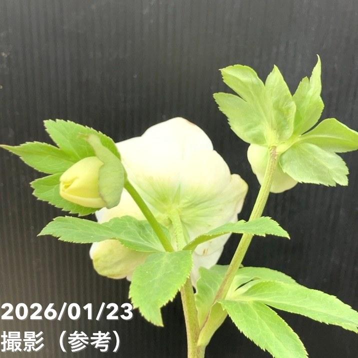 お買い得一点物咲き進み株】加藤農園 クリスマスローズ モーリー 4.5号