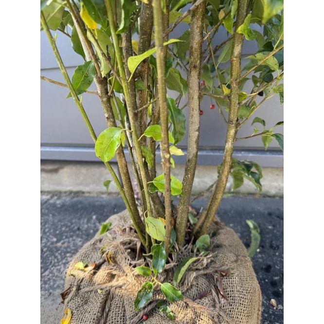 ソヨゴの木 7本株立ち 約1.7m 現品発送 一点物 豪華株 特大株 植木苗木