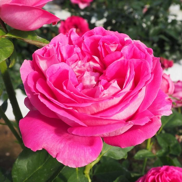 日本花キ流通 予約販売 バラ苗 バラ大苗 オールドローズ