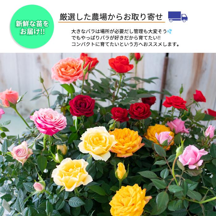 日本花キ流通 予約販売 ミニバラ パープルピンク 3号ポット 四季咲き