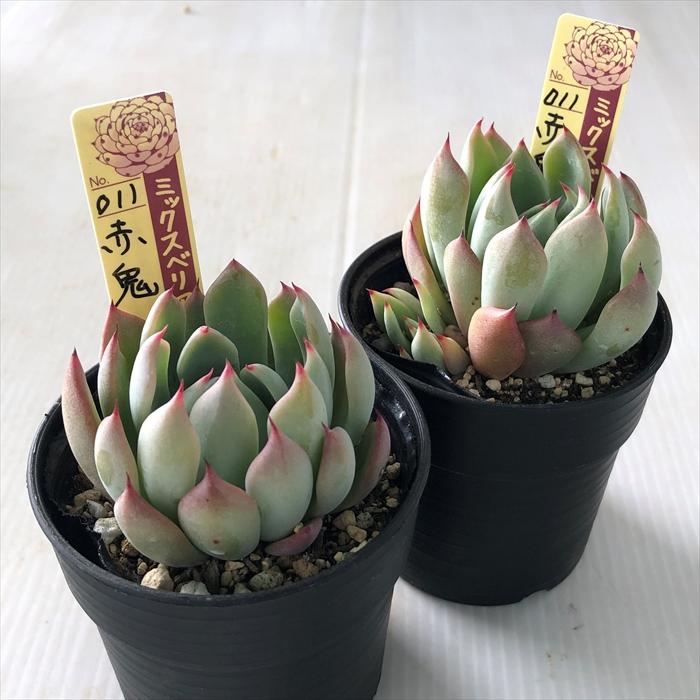 多肉植物 oriミックスベリア No.011 赤鬼 おらいさん苗 送料無料
