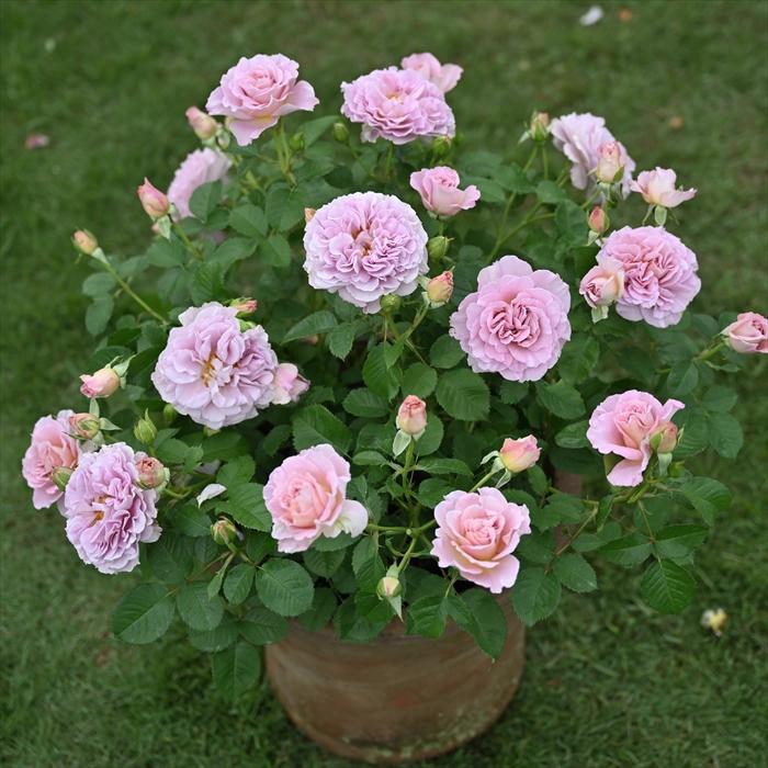 予約販売 バラ 苗 新苗 ドリュ フリゼ 品種登録出願中 四季咲き 薔薇