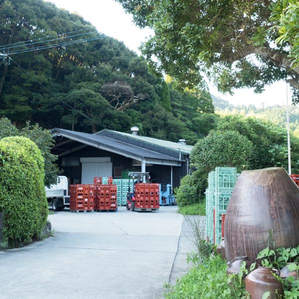 村尾 【超限定！】 芋焼酎 かめ壺仕込み ANAラベル 25度 750ml(箱付き
