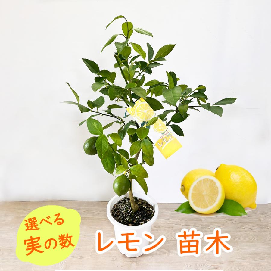 選べる実の数 レモン 苗 苗木 実つき 6号鉢 樹高約30〜40cm : 富士園芸