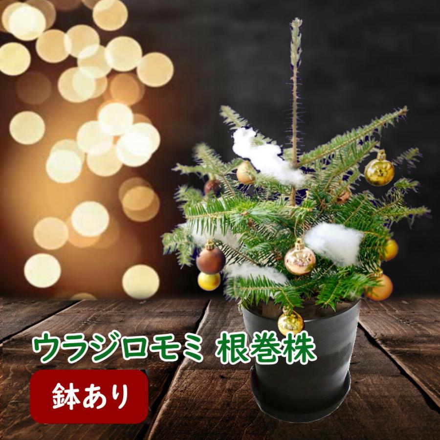 ウラジロモミ 植え込み株 クリスマスツリー 樹高約50cm前後 鉢・鉢皿