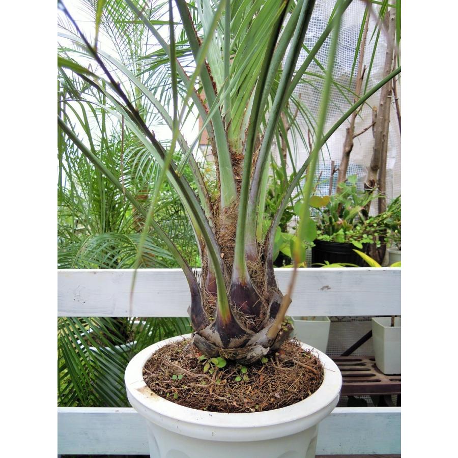 ココスヤシ 10号 耐寒性ヤシ ヤシの木 インテリア オシャレな観葉植物