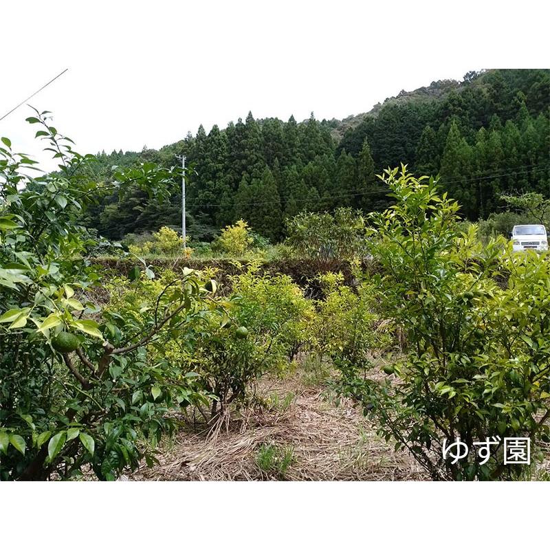 土佐の柚子 果汁100％ 300ml×3瓶 農薬不使用 無添加 : けんこう畑
