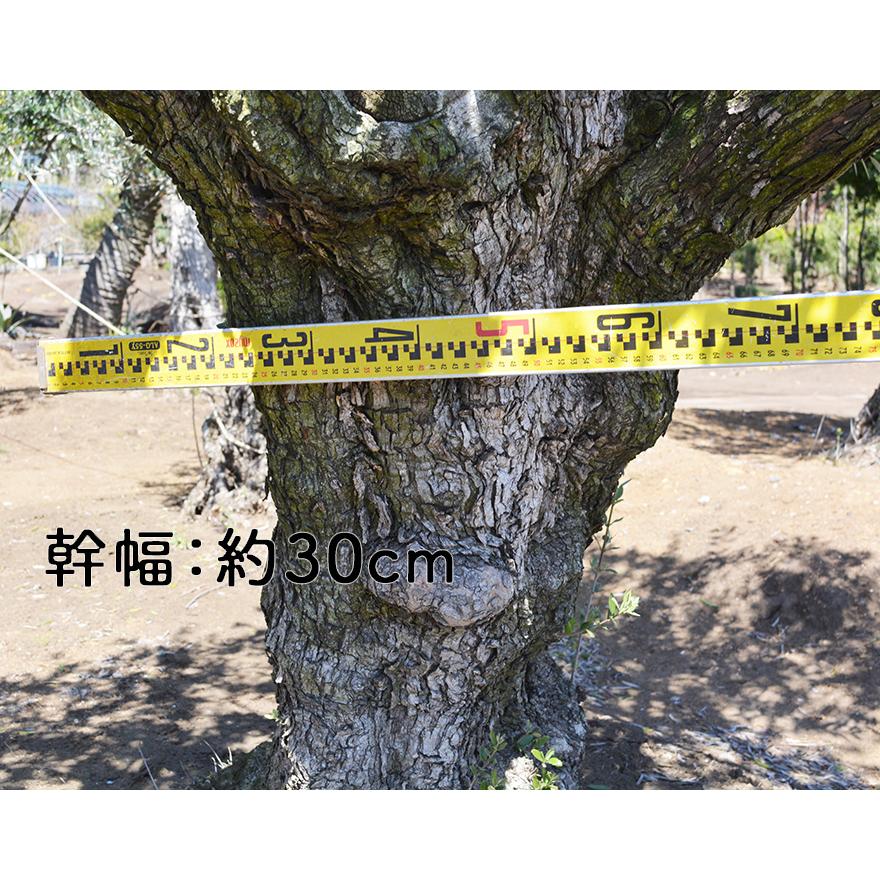 スペインオリーブ 古木 M 約300cm 直輸 地植え 丈夫 現品 植木