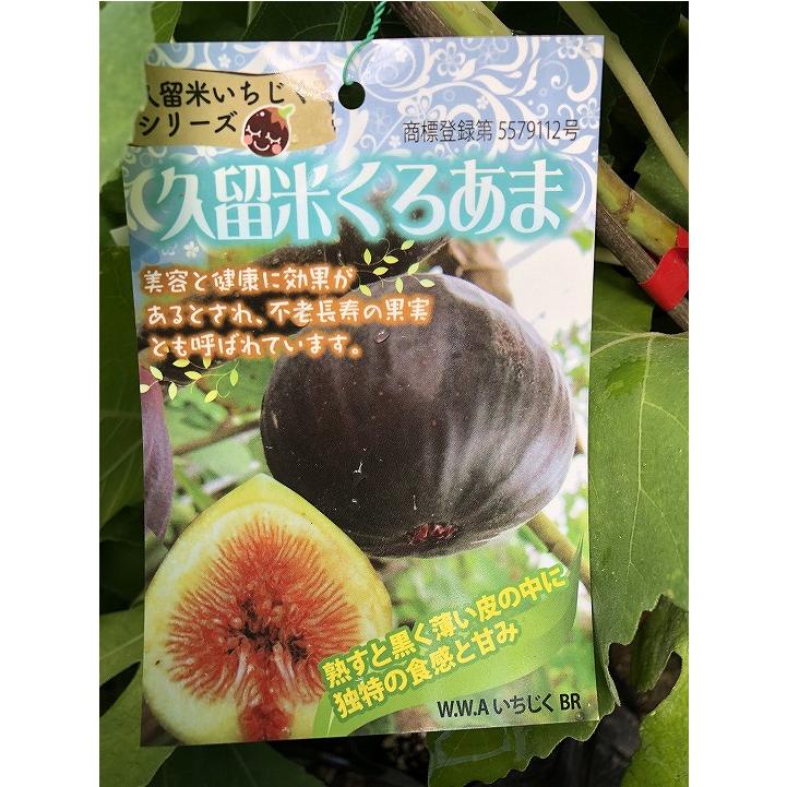 イチジク 苗 【久留米 くろあま】 1年生 挿し木 ポット苗 : 苗木の専門