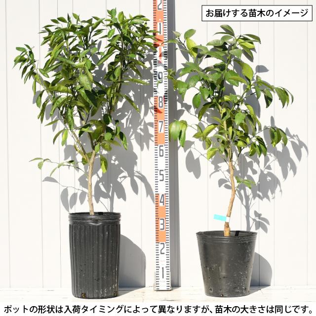 ブラッドオレンジ 苗 【ブラッドオレンジ タロッコ】 3年生 接ぎ木 約
