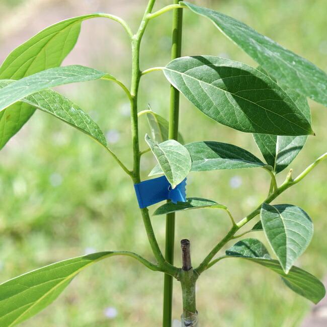 ズタノ種 アボカド Bタイプ 1年生 接木 苗木 : 苗木部 花ひろば