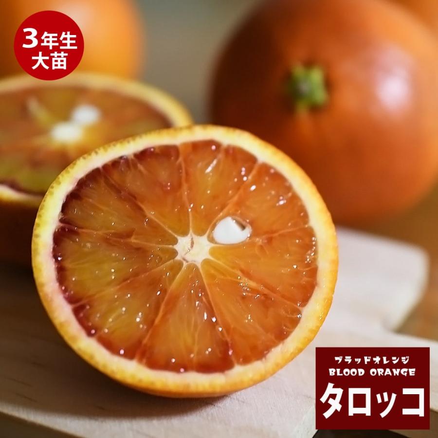ブラッドオレンジ 苗木 タロッコ 3年生接木大苗 産地で剪定済 1.0m苗