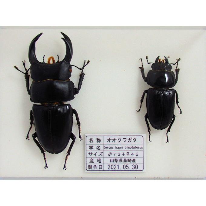 オオクワガタ♂73＋♀45（クワガタ標本） : オオクワ京都昆虫館