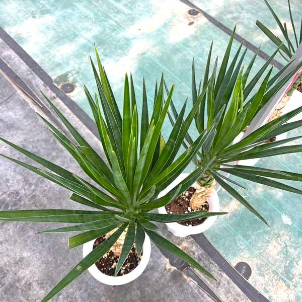 アロイフォリア ユッカ・アロイフォリア 観葉植物 お祝 新築祝い 開店