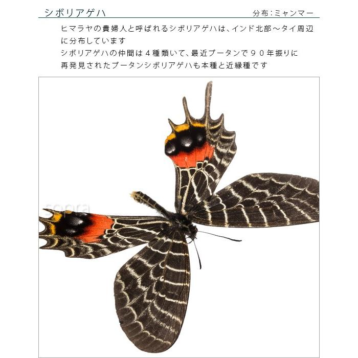 昆虫標本 蝶の標本 シボリアゲハ メタリック調ライトフレーム
