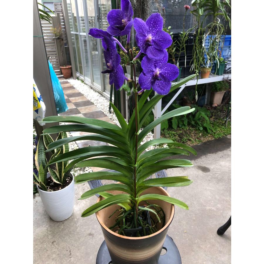 洋ラン 苗 バンダ パチャラ デライトブルー（Vanda Pachara Delight