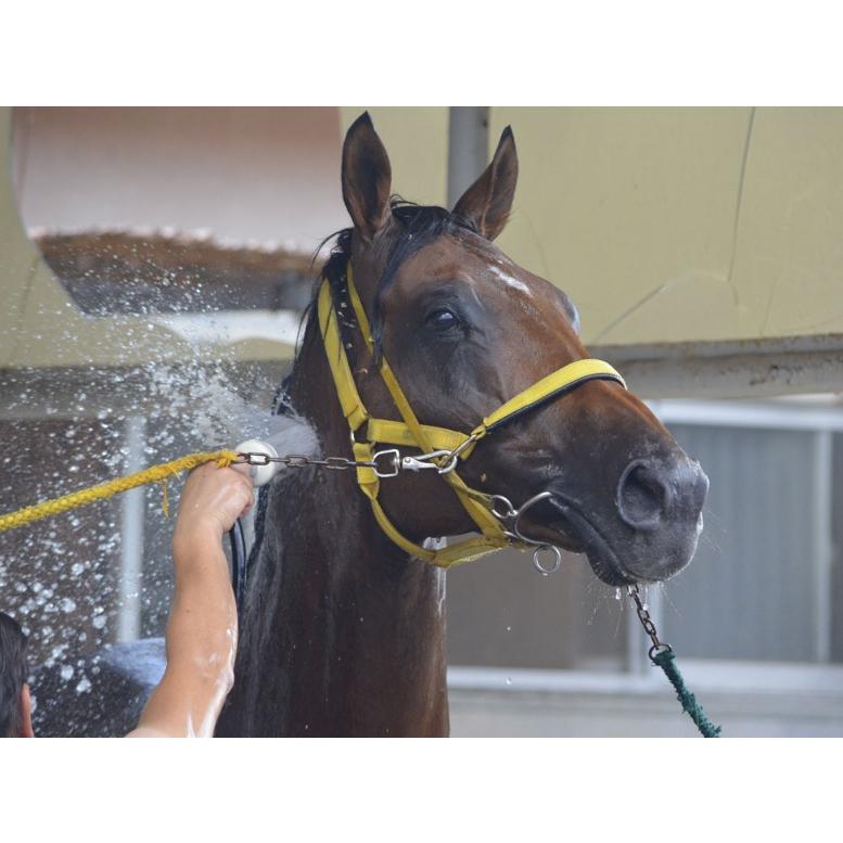 ウシュバテソーロ ぬいぐるみ Mサイズ アイドルホース 競馬 2023ドバイ