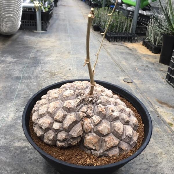 コーデックス：メキシコ亀甲竜 ディオスコレア マクロスタチア*塊幅