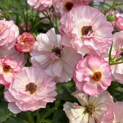 ラナンキュラスラックス（花の苗）｜苗 | 花、ガーデニング のおすすめ