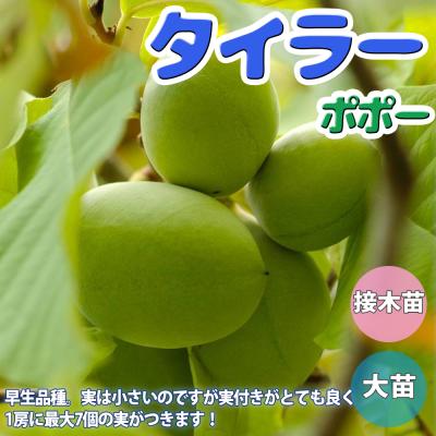 ポポー マンゴーのおすすめ人気商品一覧 通販 - Yahoo!ショッピング