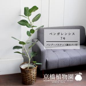 FlowerKitchen 観葉 曲がり仕立て フィカス ベンガレンシス オードリー